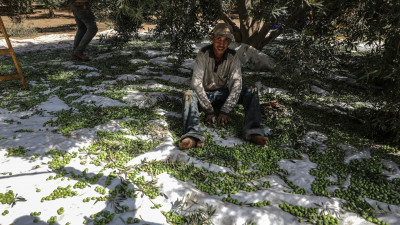 A Gazan farmer is seen among olives after he picked them during harvest season in Gaza City, Gaza 