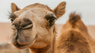 Camel contest in UAE