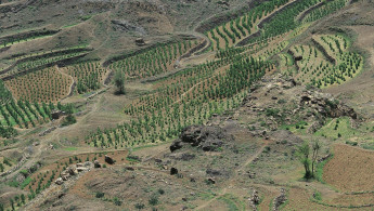 Yemeni coffee plantations 