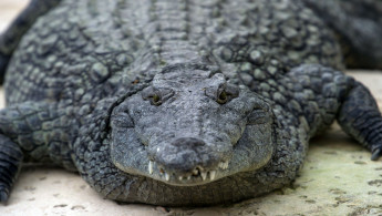 Nile crocodile AFP