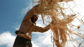 Yemen wheat AFP