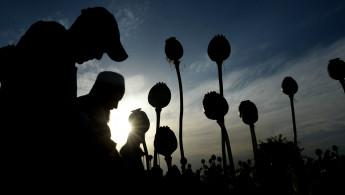 Afghan farmers harvest opium - AFP