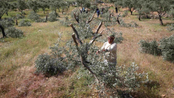 Olive trees Palestine