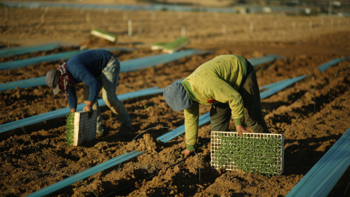 Palestinians work the fields in Gaza