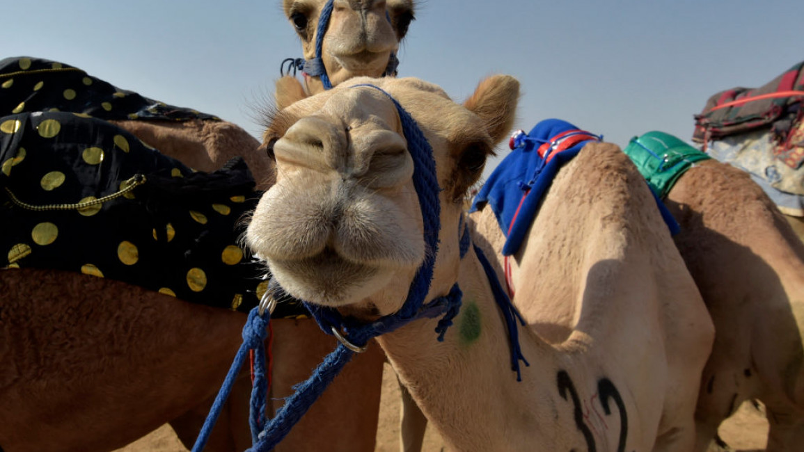 Saudi camel 
