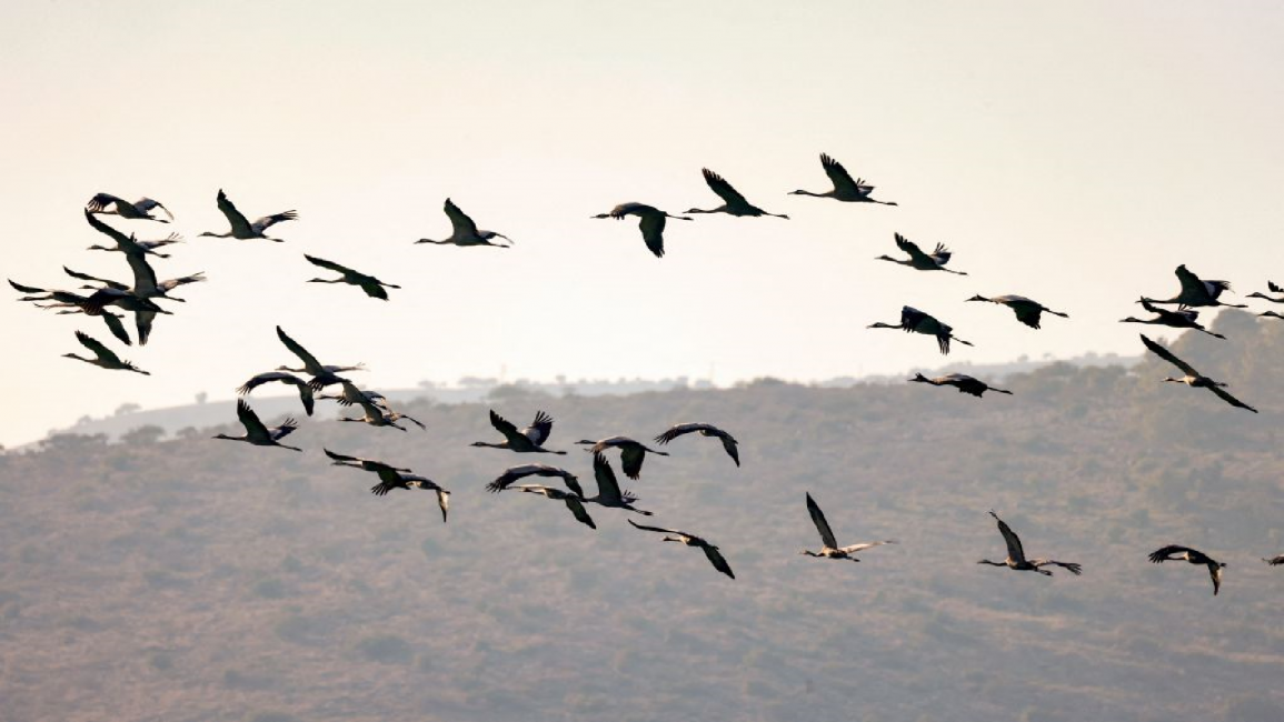 Gray Cranes fly above the northern Israeli Hula valley