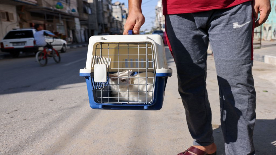 Pet cat in Gaza