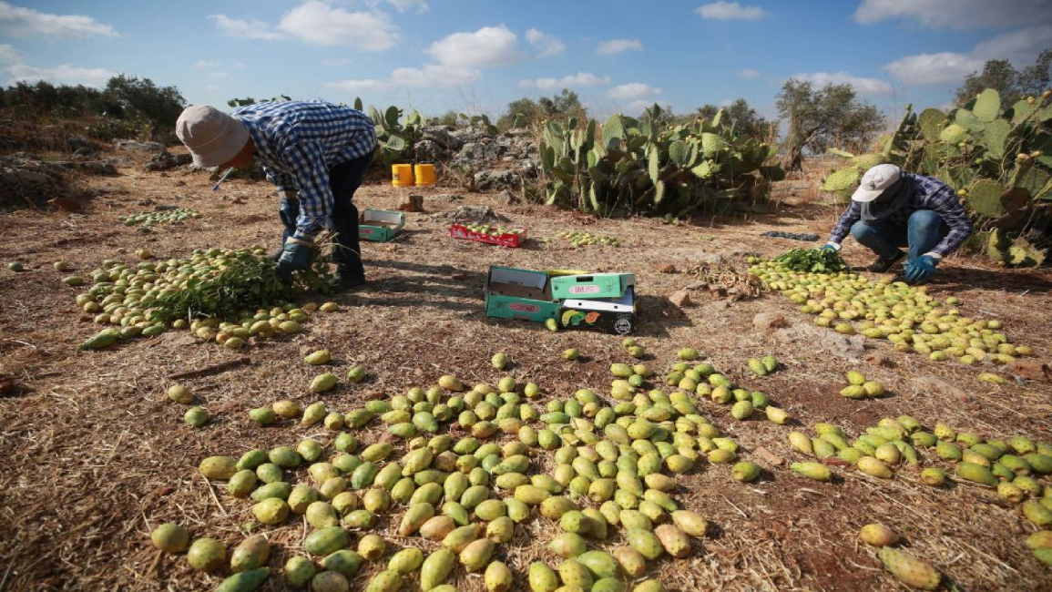 Palestinians picking figs in West Bank