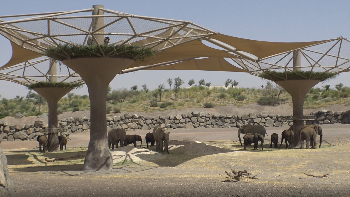 investigations-Namibia-Elephants-under-the-shade-Sharjah-Safari-1