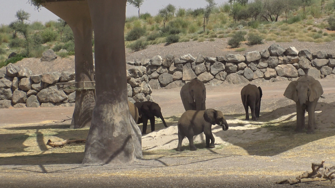 investigations-Namibia-Elephants-under-the-shade-Sharjah-Safari-3
