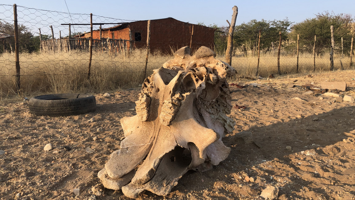 Investigations-Namibia-Elephant skull