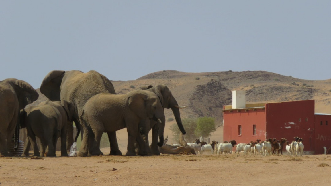 Investigations-Namibia-Elephants Kamanjab 1