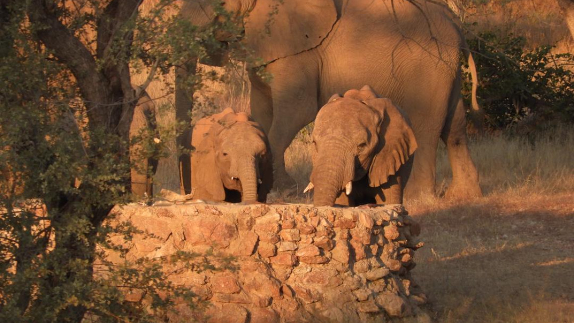 Investigations-Namibia-Elephants Kamanjab 2