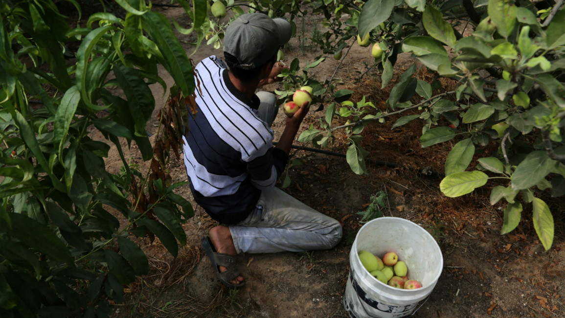 Palestinian farmer - getty