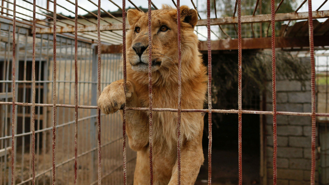 Lion Iraq Erbil