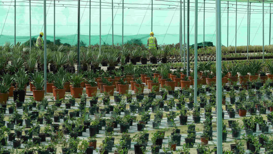 Workers grow trees ahead of 2022 World Cup 