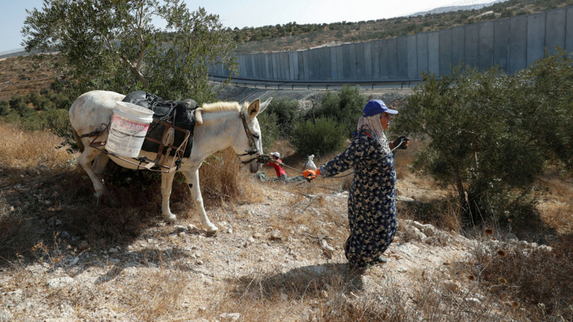 West Bank Donkey [Getty]