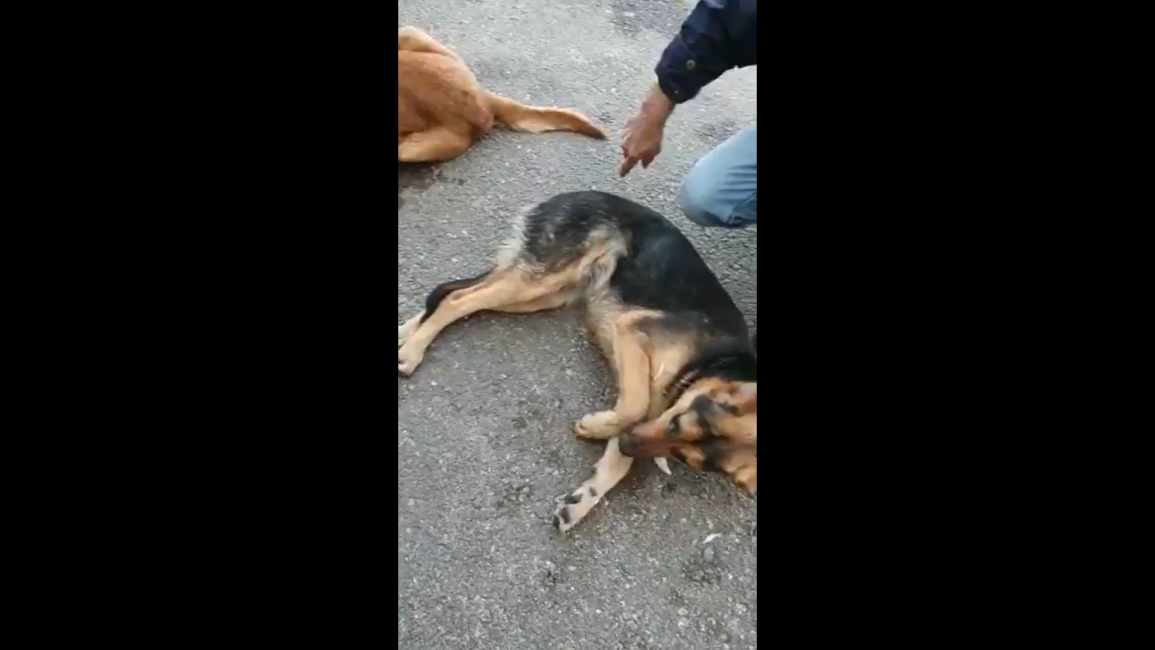 lebanon poisoned dogs