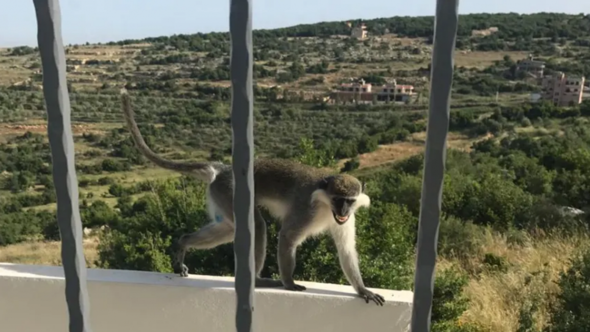 bintijbeil - Lebanese monkey
