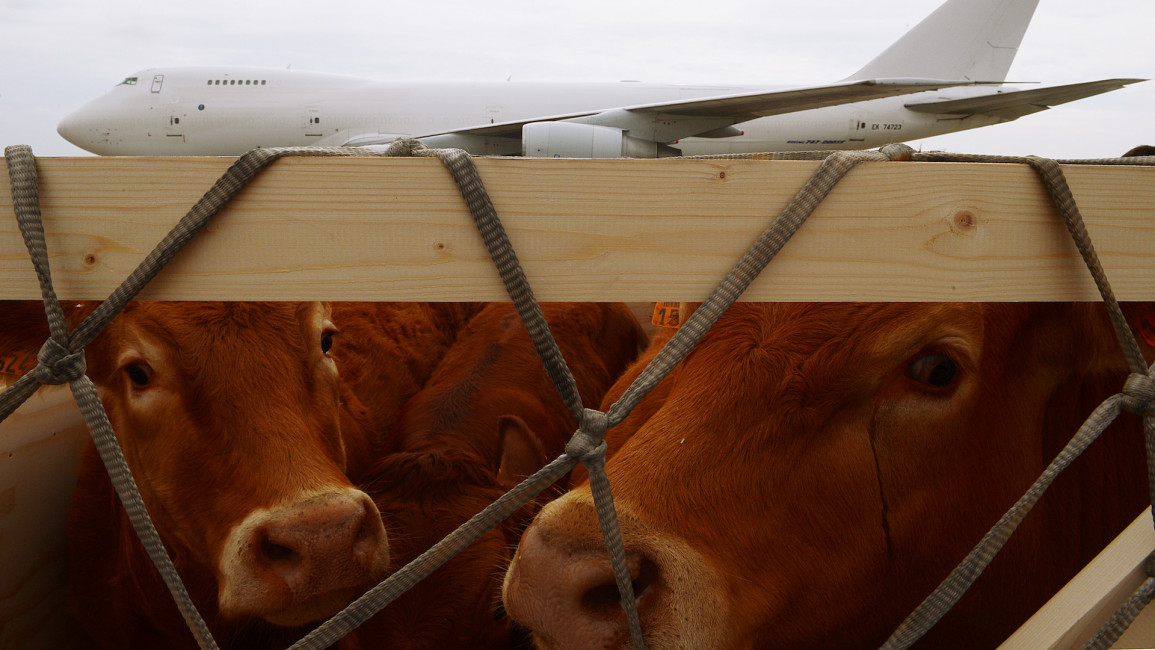 Cows plane AFP