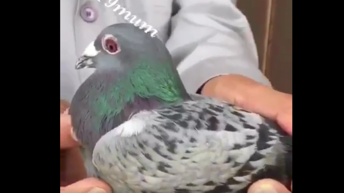pigeon Saudi Twitter