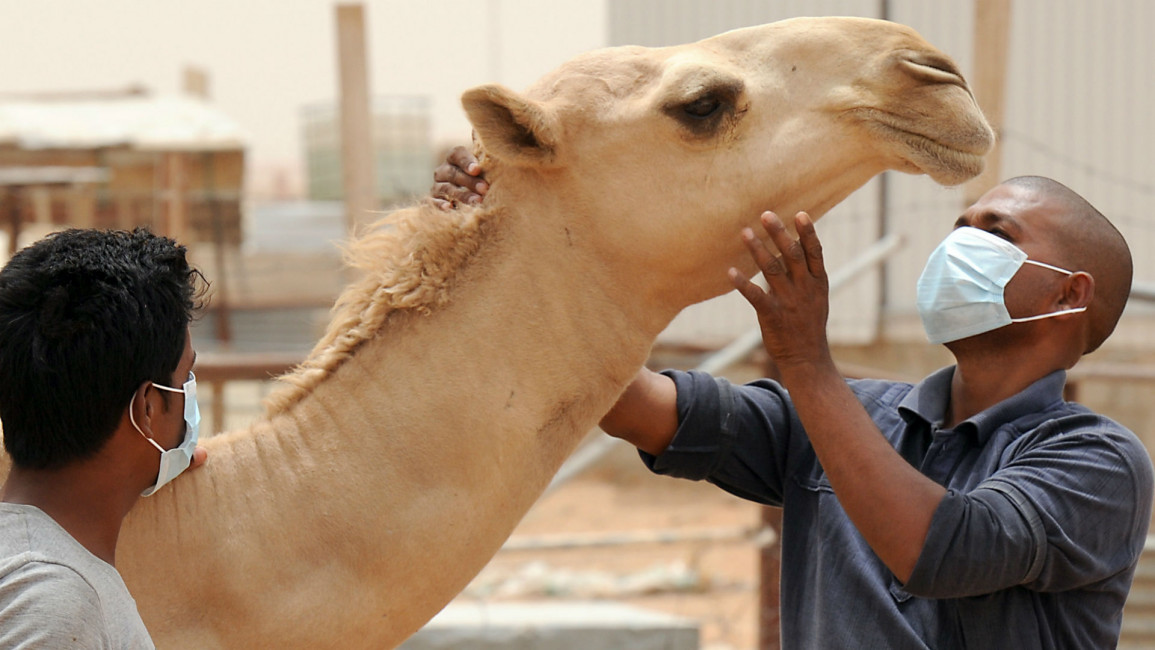 camel MERS Saudi Getty