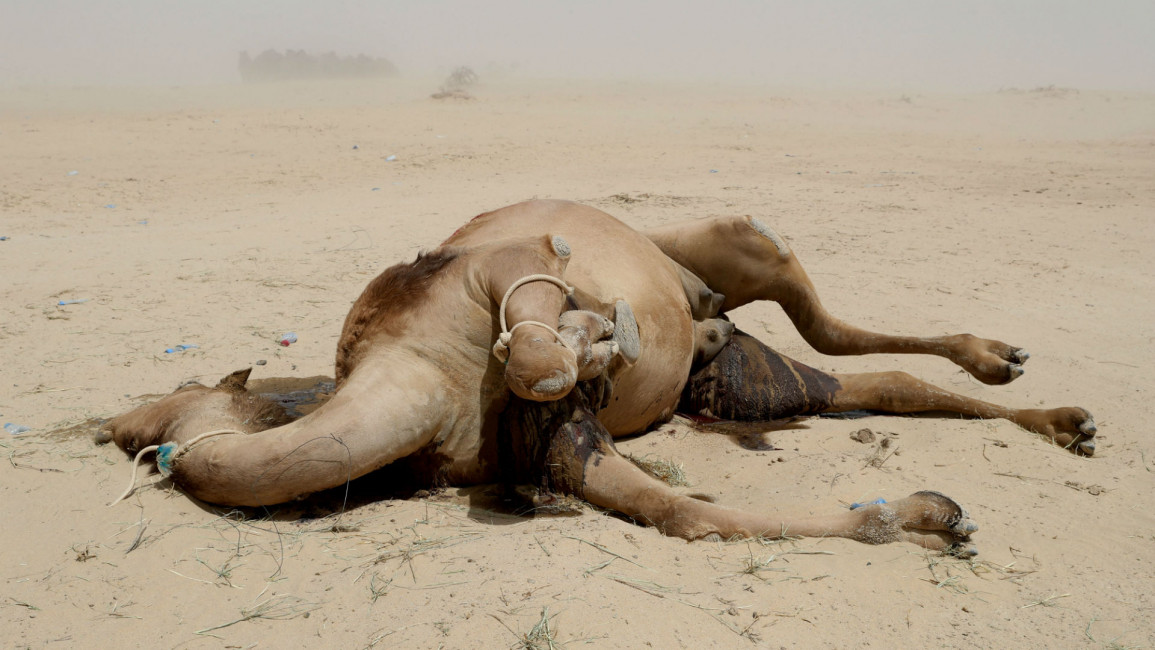 camel Saudi
