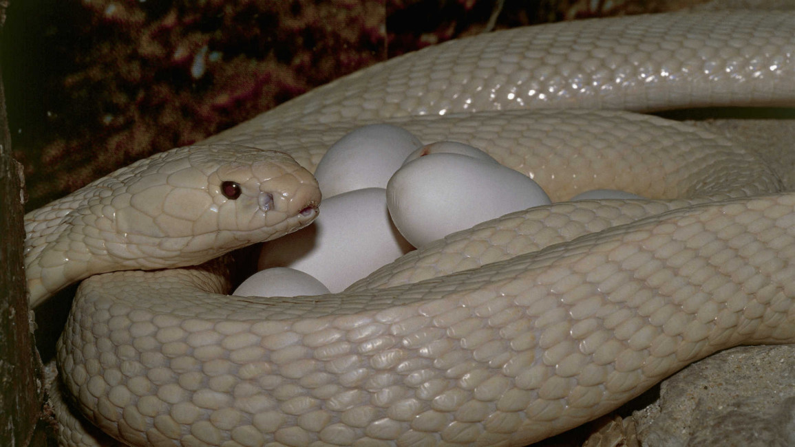 Snake and Eggs [Getty]