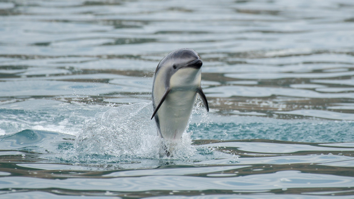 dolphin getty