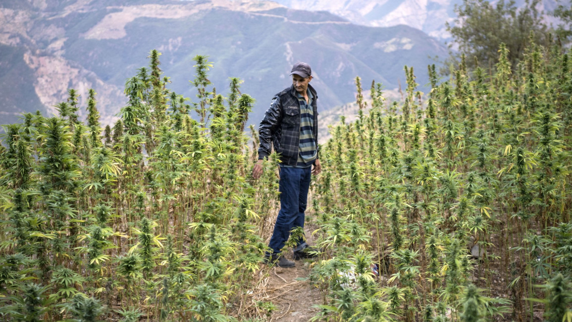 A cannabis field in Rif. [Getty]