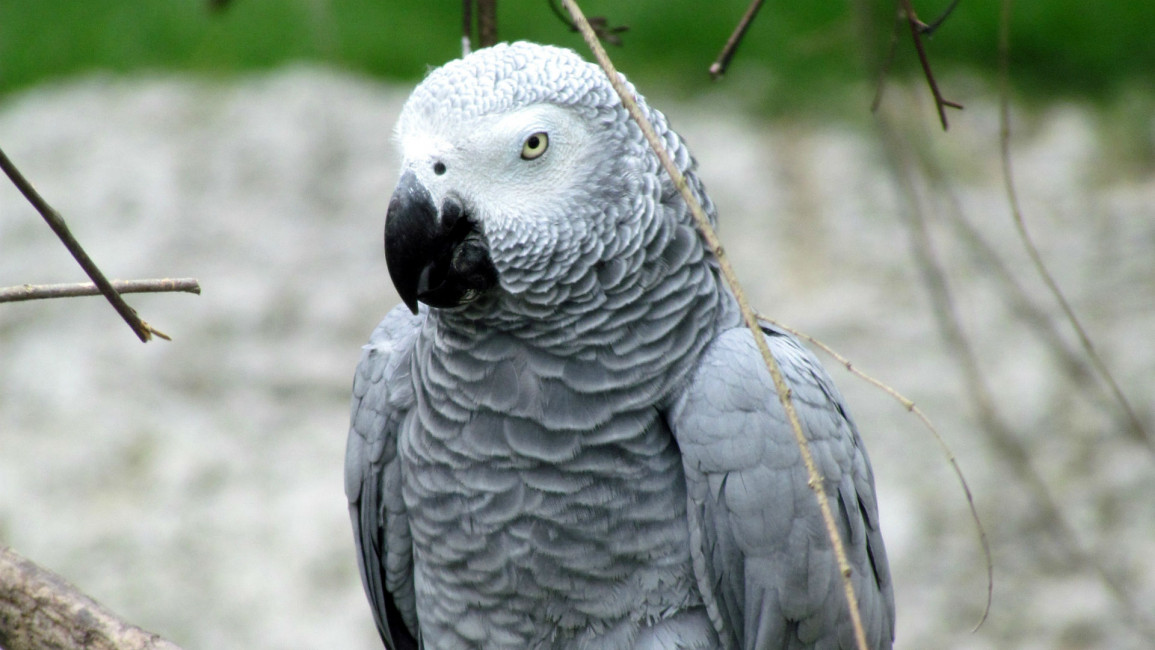 Grey parrot [wiki]