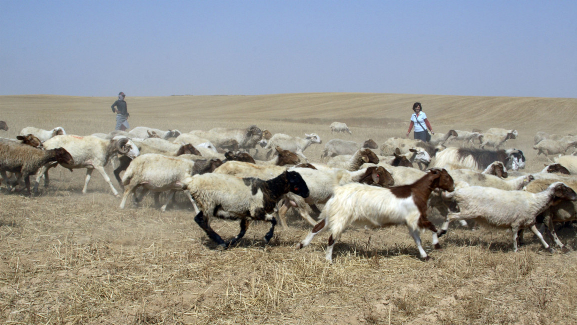 Negev bedouin sheep