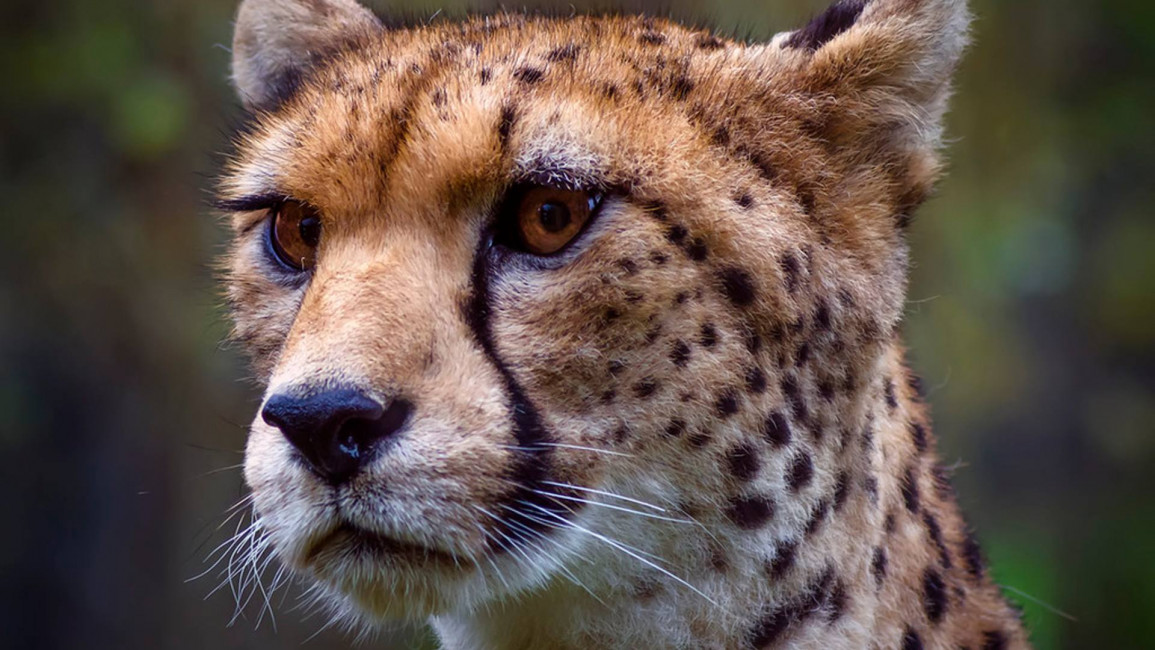 Saharan cheetah - Wikipedia