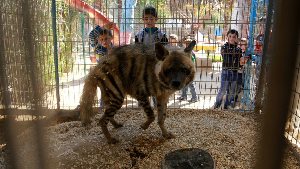 Gaza zoo -- Anadolu