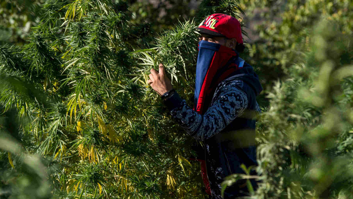 Morocco marijuana farmer afp