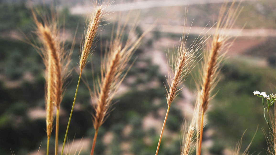 Pen Quinton wheat grass palestine
