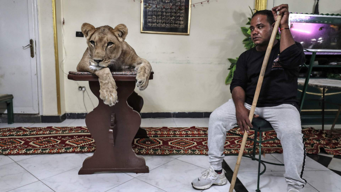 Ashraf el Helw lion trainer egypt - Getty