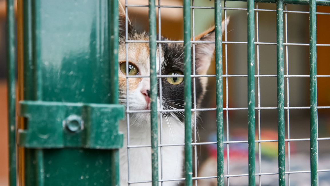cute kitty behind bars - getty