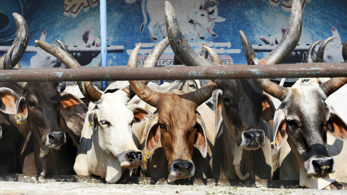 India cows - GETTY