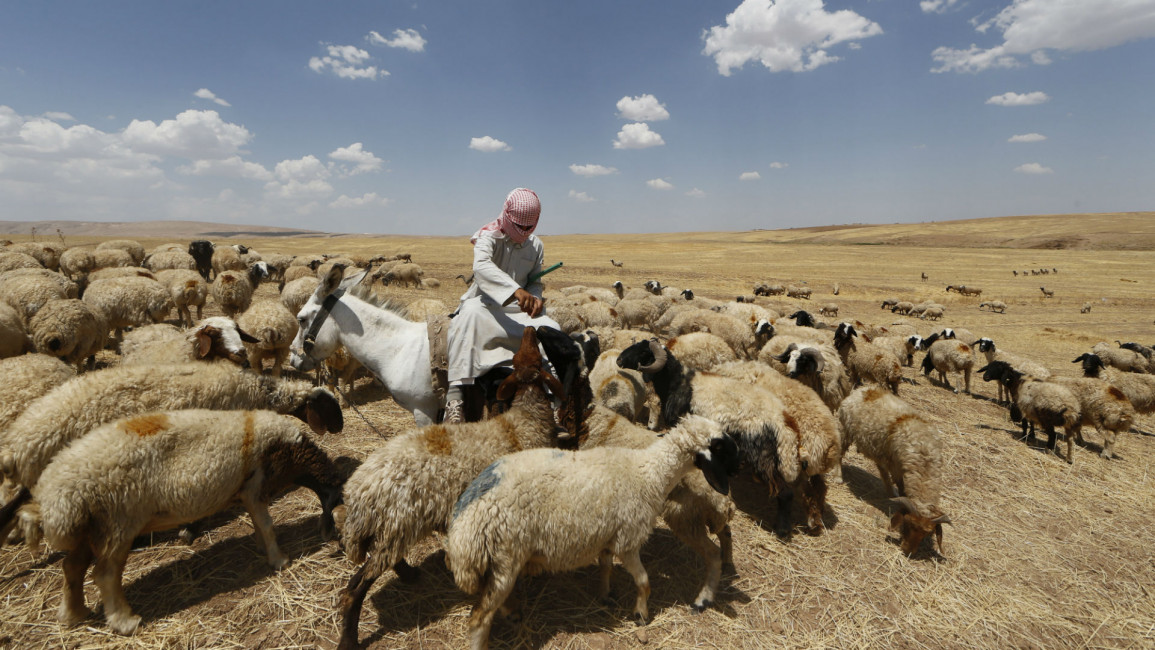 Iraq agriculture - Getty