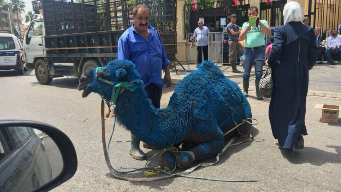 blue camel
