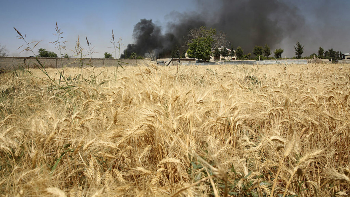 Wheat field Syria