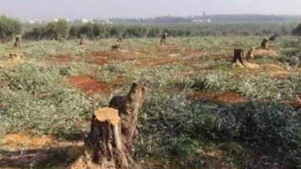 trees syria